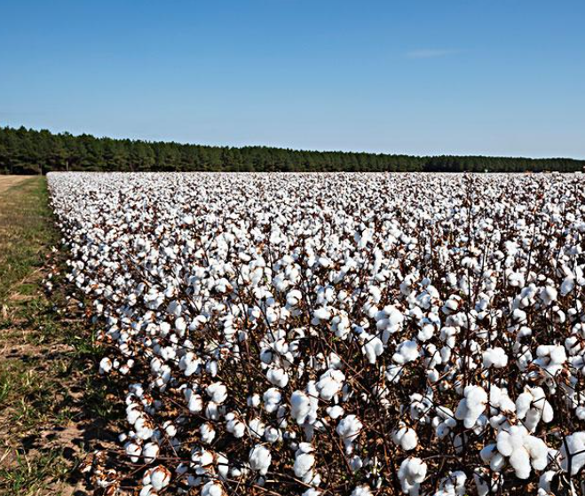 美棉種植受天氣影響多次補種 美國南部新棉播種時間將繼續推遲