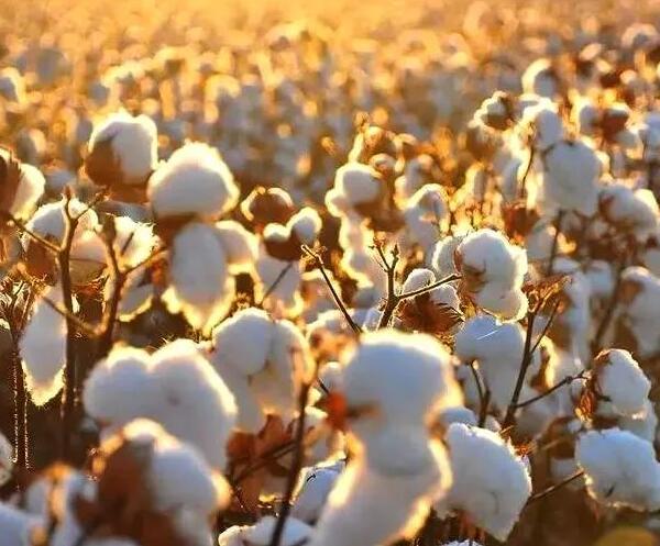 最好的棉質面料——埃及長絨棉